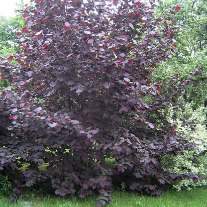 Corylus maxima 'Purpurea'
