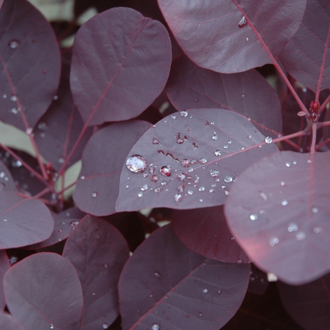Cotinus coggygria 'Royal Purple'