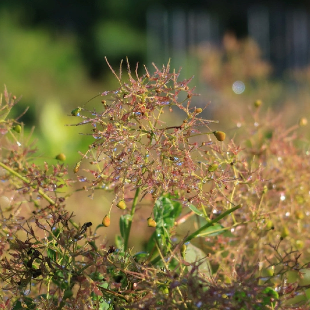 Cotinus coggygria 'Young Lady' ®