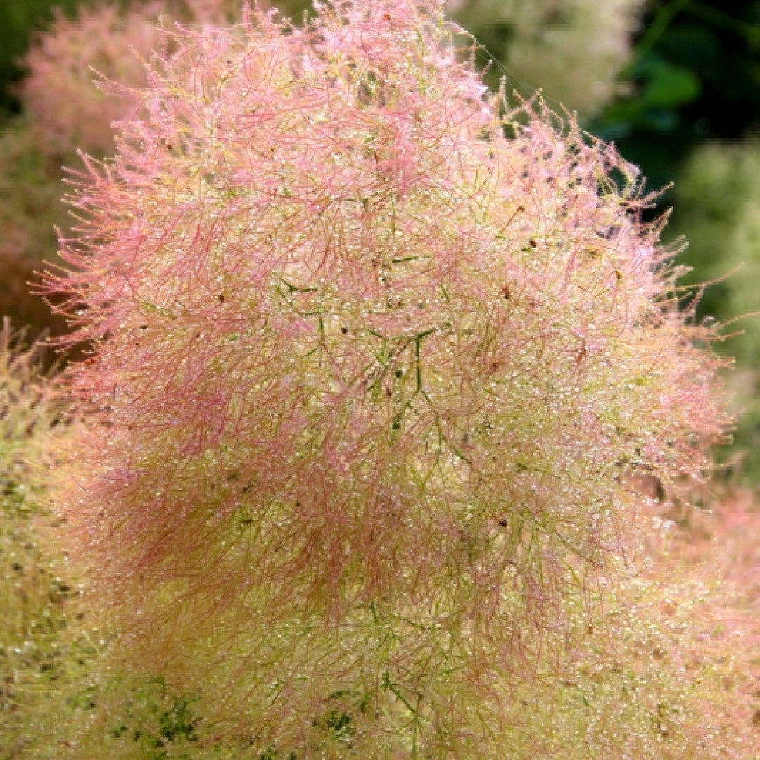 Cotinus coggygria 'Young Lady' ®