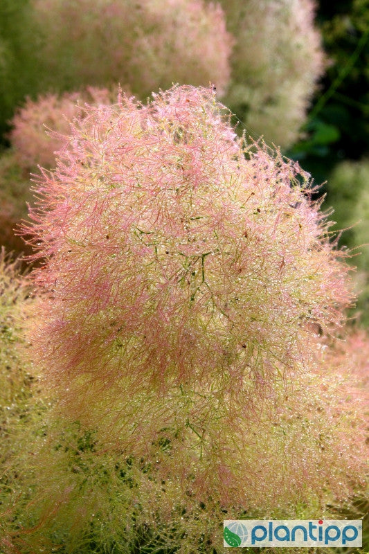 Cotinus coggygria 'Young Lady' ®