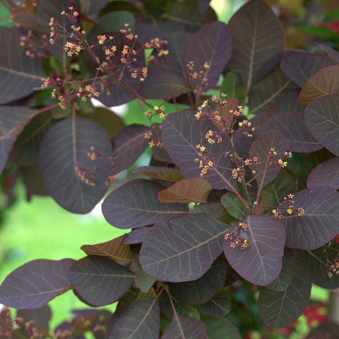 Cotinus 'Grace'