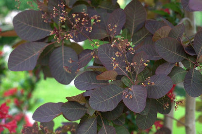 Cotinus 'Grace'