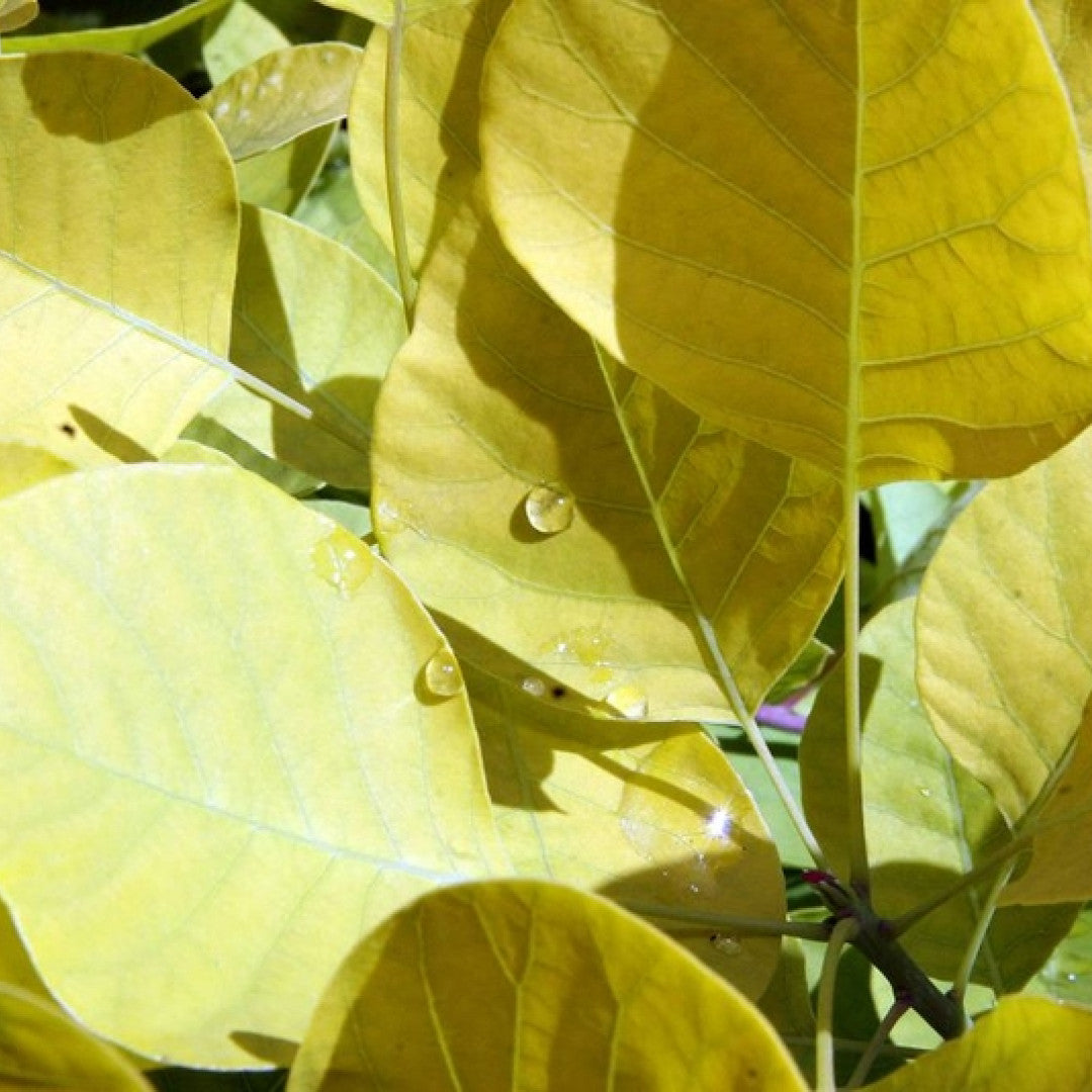 Cotinus coggygria Golden Spirit ®