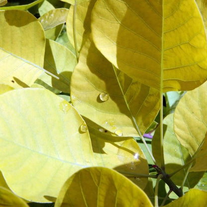 Cotinus coggygria Golden Spirit ®