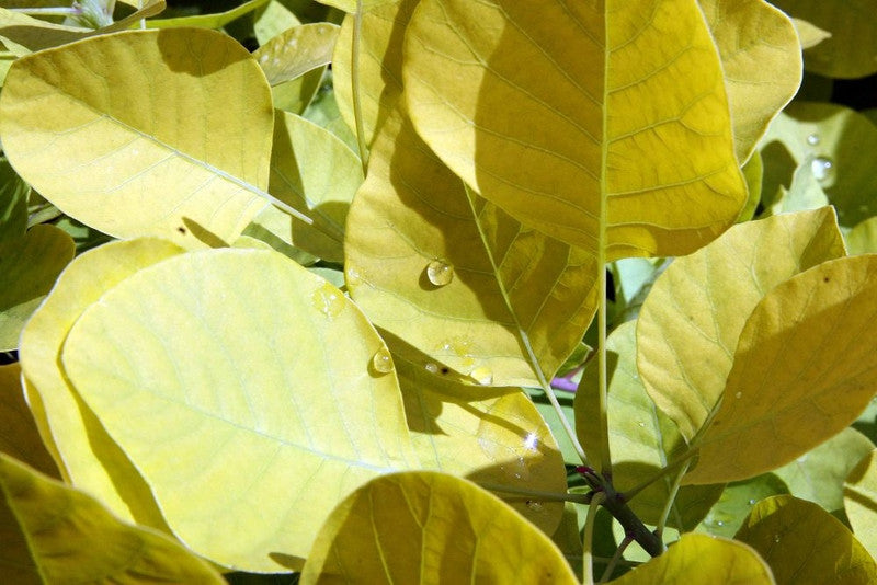 Cotinus coggygria Golden Spirit ®