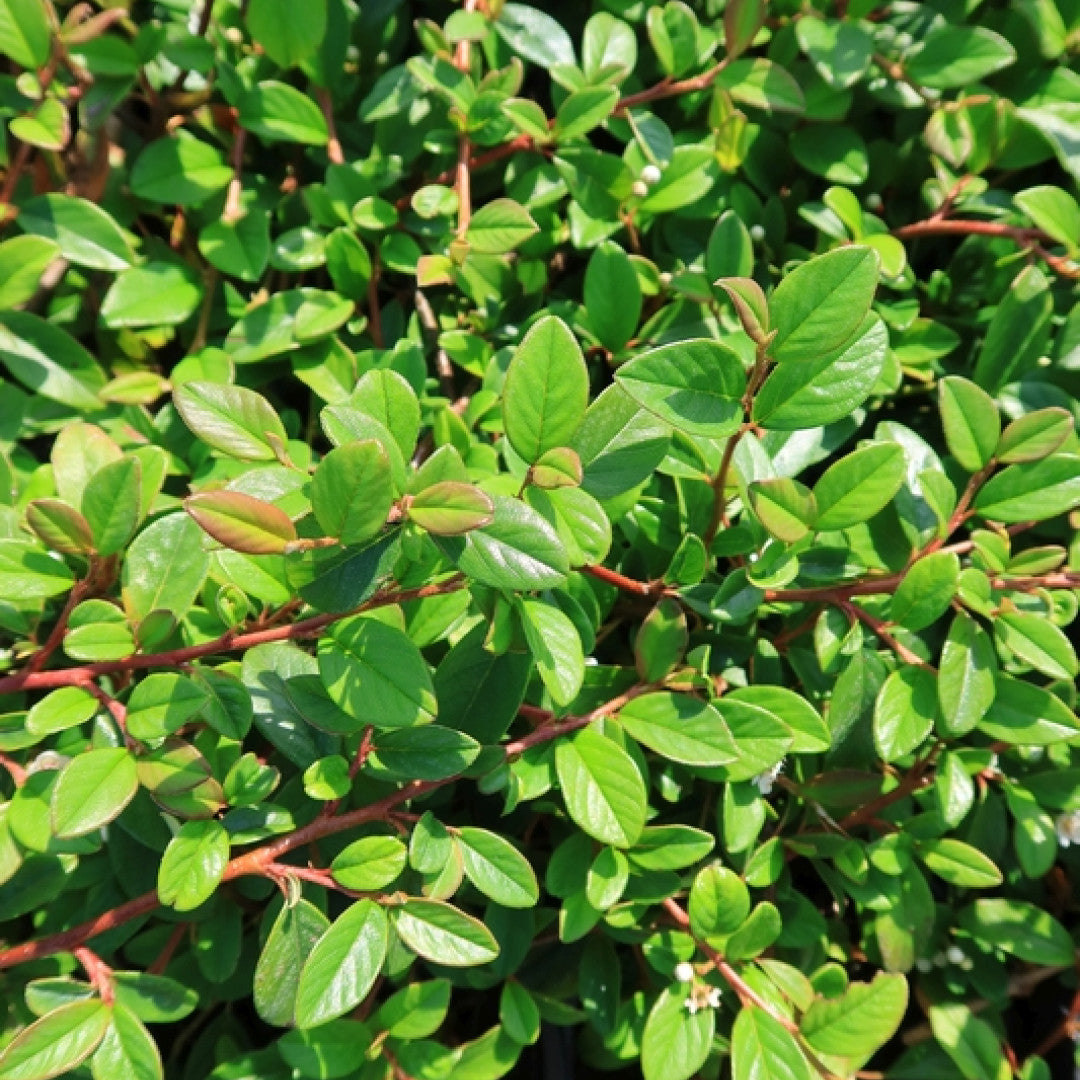 Cotoneaster dammeri