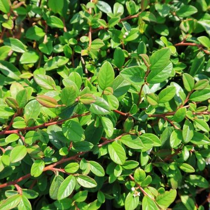 Cotoneaster dammeri