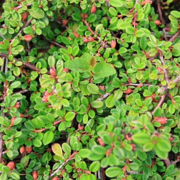 Cotoneaster procumbens 'Queen of Carpets'