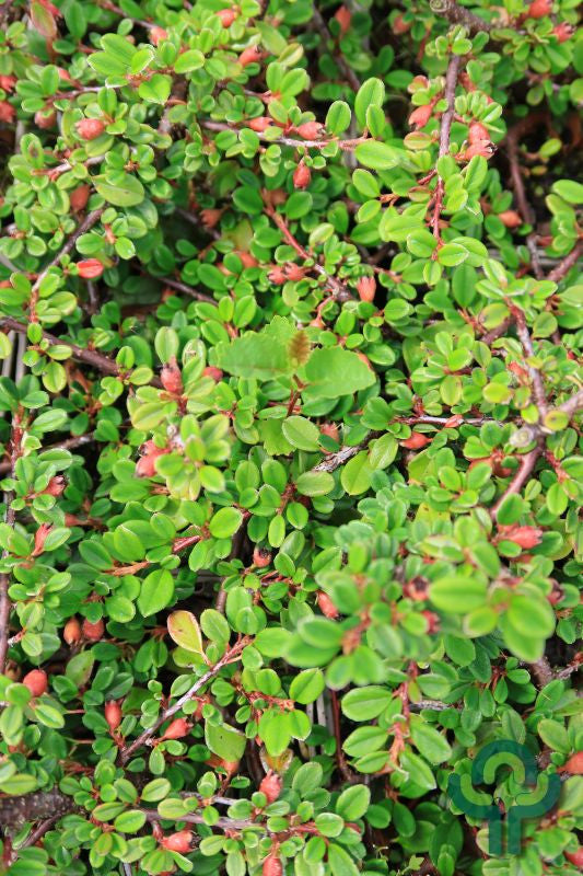 Cotoneaster procumbens 'Queen of Carpets'