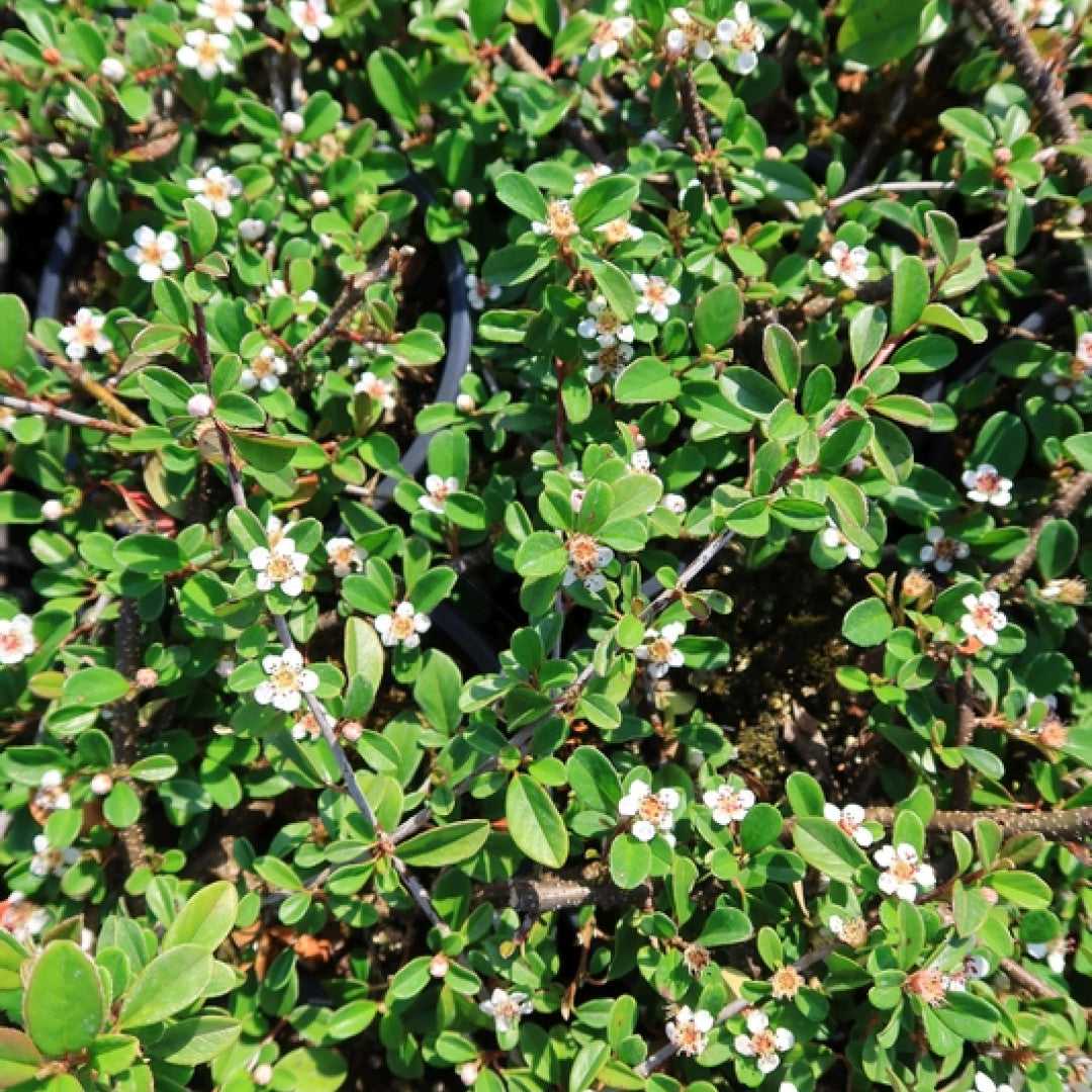 Cotoneaster radicans 'Eichholz'