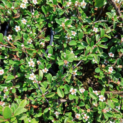 Cotoneaster radicans 'Eichholz'