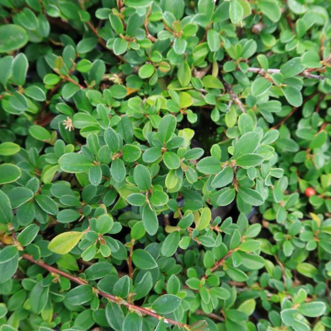 Cotoneaster radicans 'Eichholz'