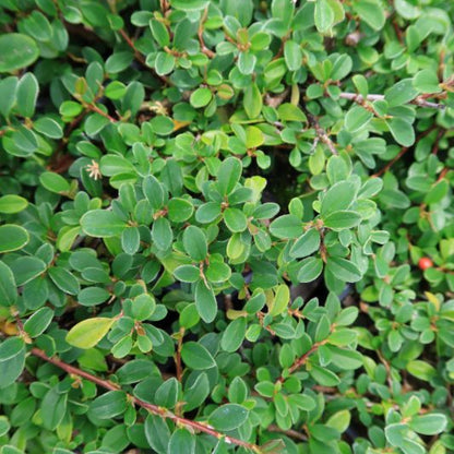 Cotoneaster radicans 'Eichholz'