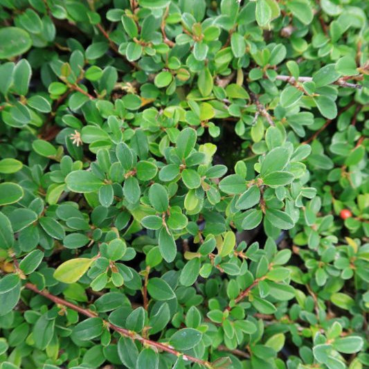 Cotoneaster radicans 'Eichholz'