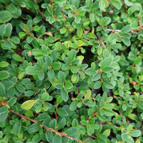 Cotoneaster radicans 'Eichholz'