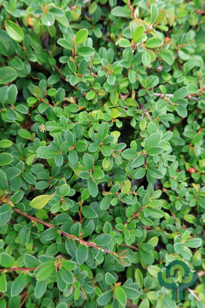 Cotoneaster radicans 'Eichholz'