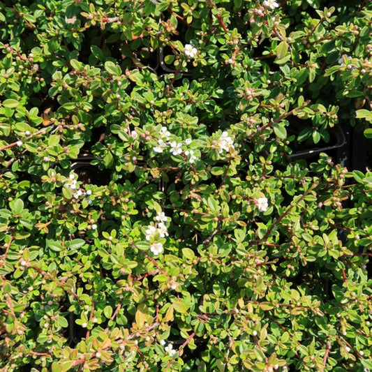 Cotoneaster suecicus 'Coral Beauty'