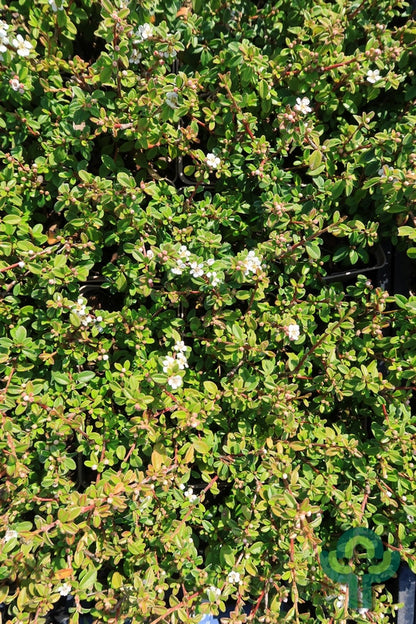 Cotoneaster suecicus 'Coral Beauty'