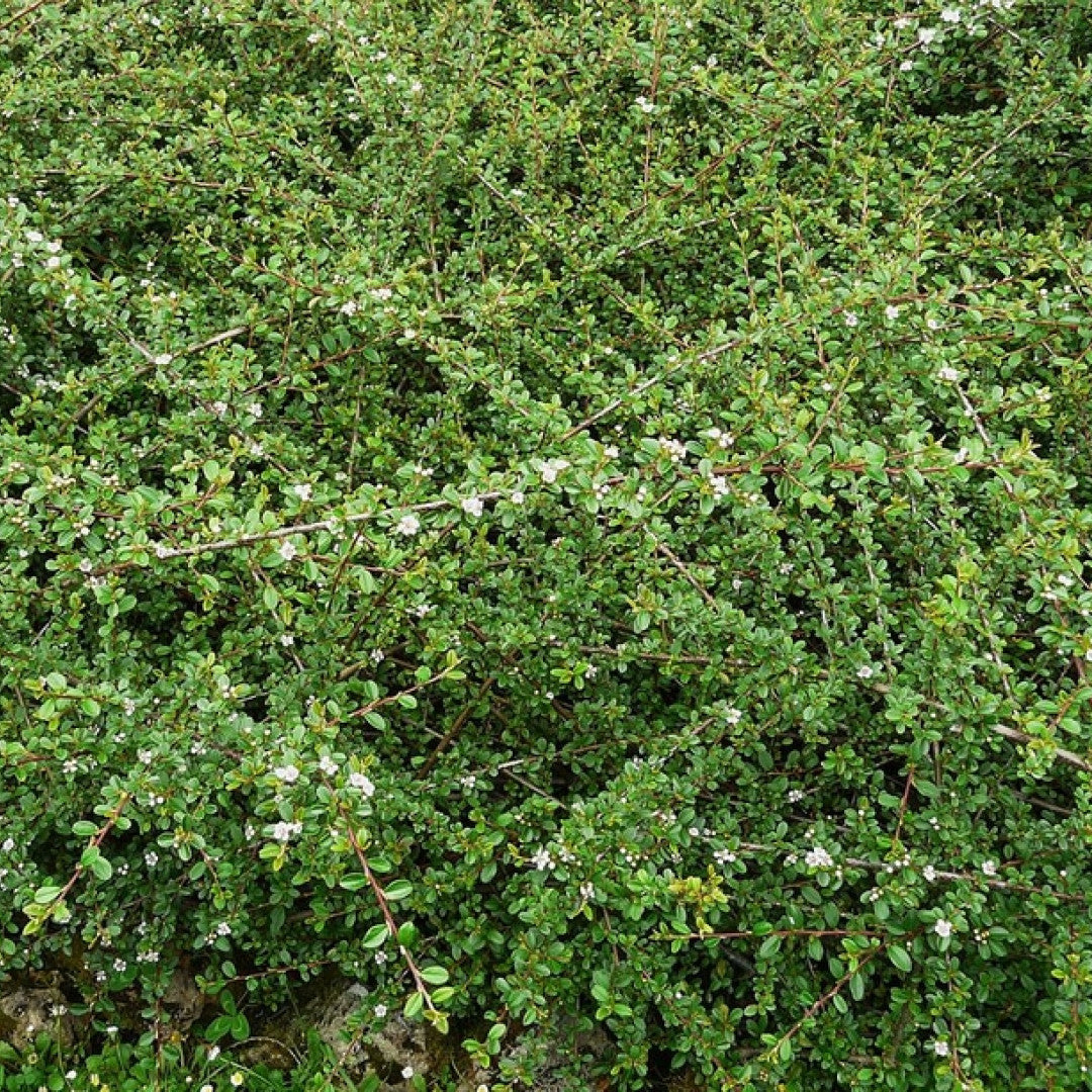 Cotoneaster dammeri