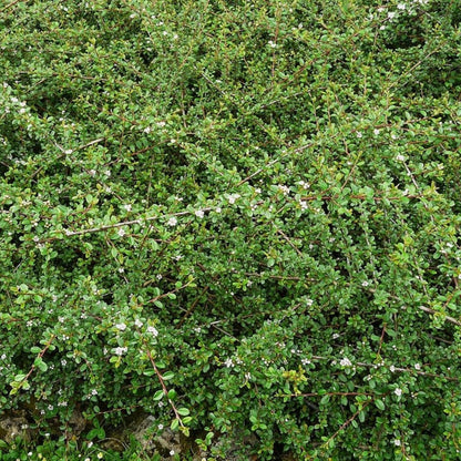 Cotoneaster dammeri