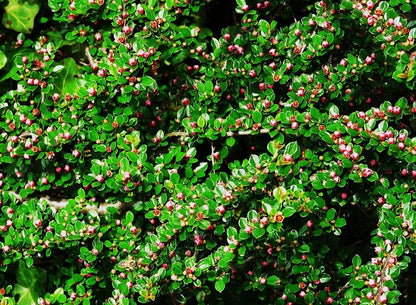 Cotoneaster horizontalis
