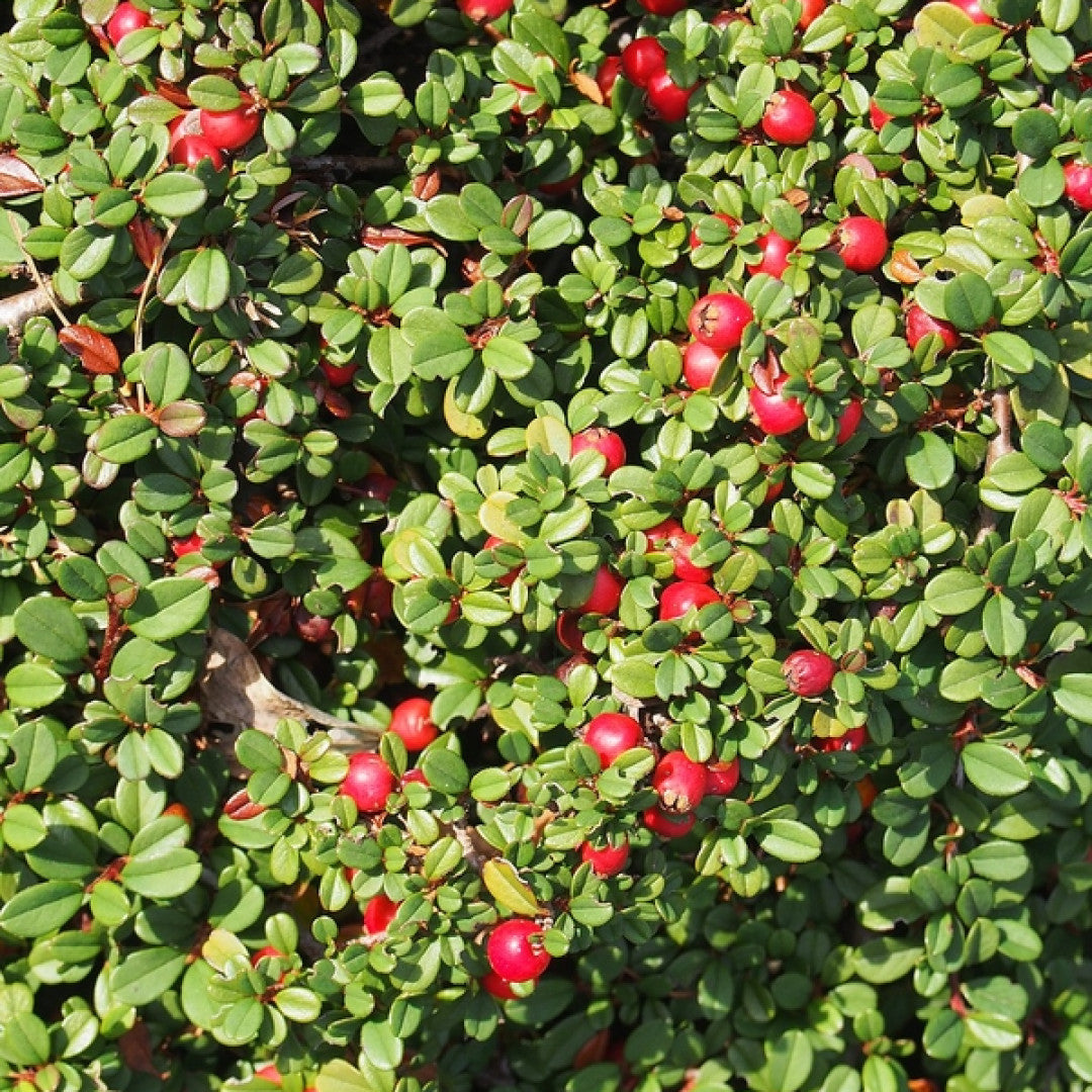 Cotoneaster procumbens 'Streib's Findling'
