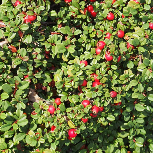 Cotoneaster procumbens 'Streib's Findling'
