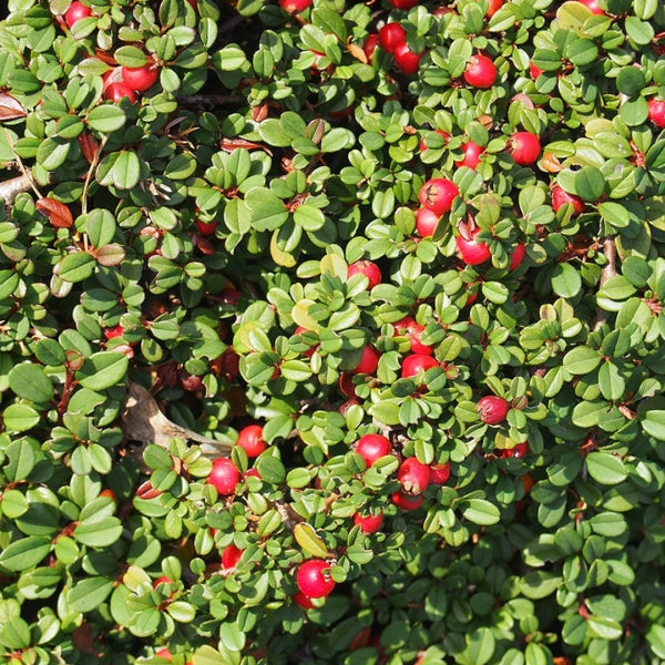 Cotoneaster procumbens 'Streib's Findling'