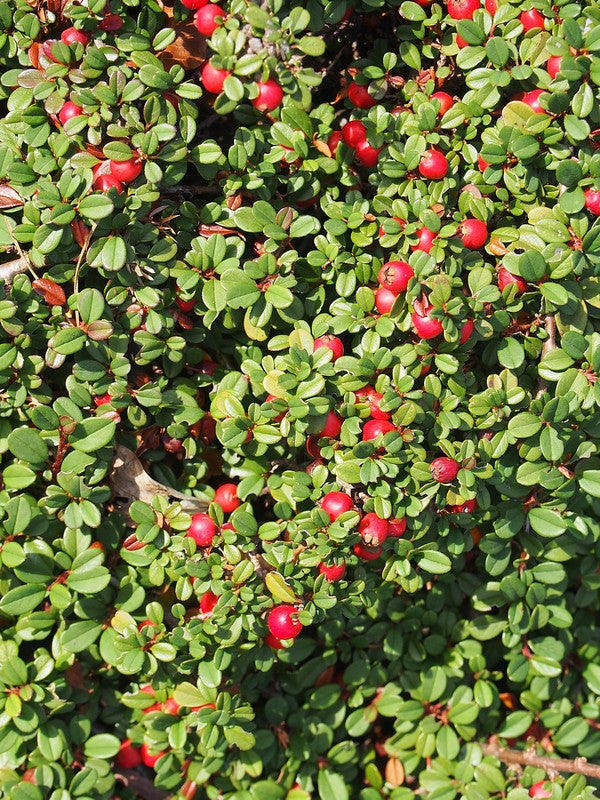 Cotoneaster procumbens 'Streib's Findling'