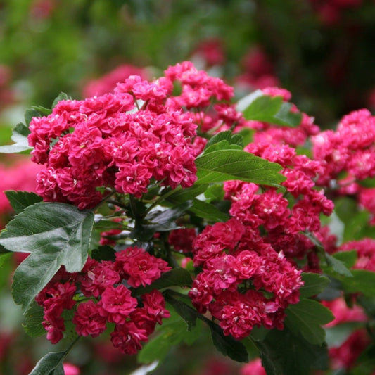 Crataegus media 'Paul's Scarlet'