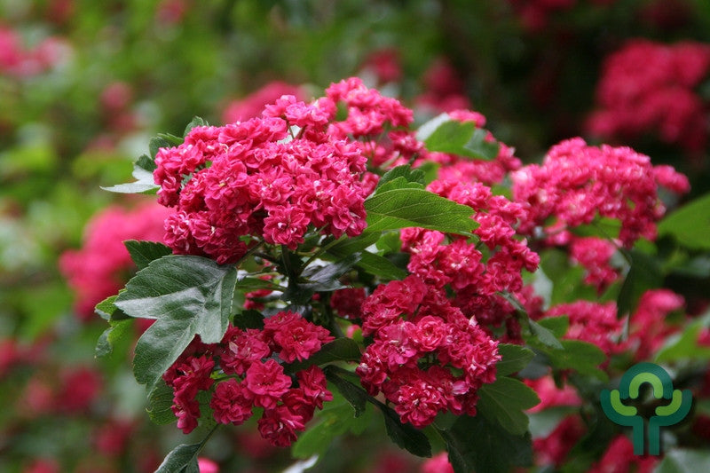 Crataegus media 'Paul's Scarlet'