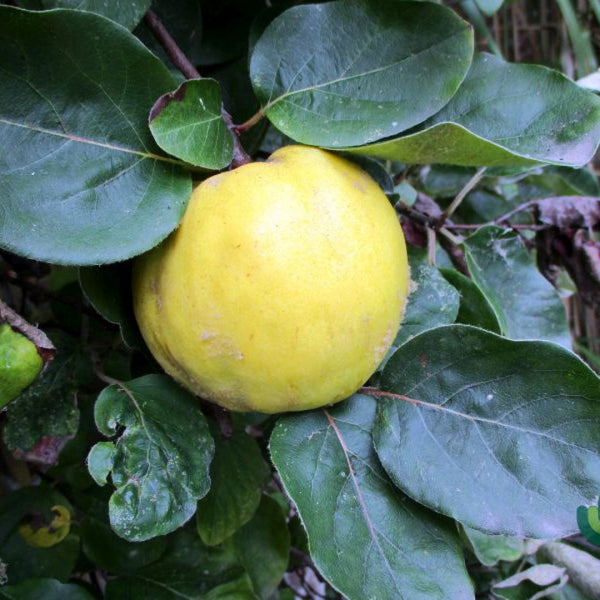 Kweepeer (Cydonia oblonga) 'Leskovacka'