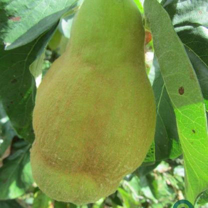 Kweepeer (Cydonia oblonga) 'Vranja'