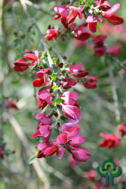 Cytisus 'Boskoop Ruby'