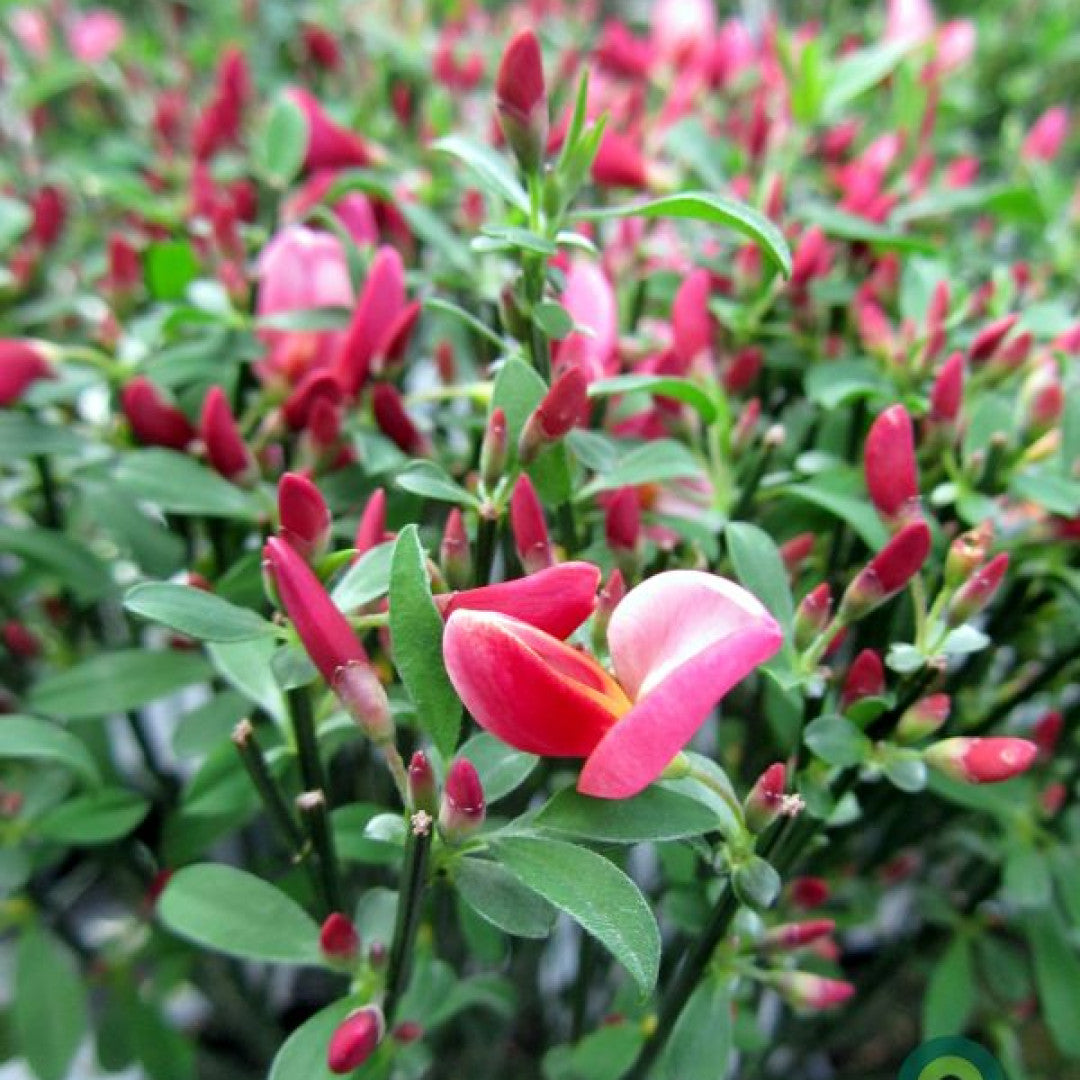 Cytisus praecox 'Hollandia'