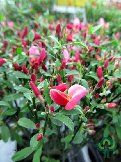 Cytisus praecox 'Hollandia'