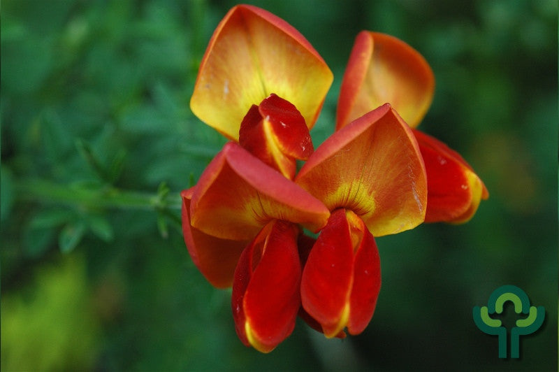 Cytisus 'Roter Favorit'