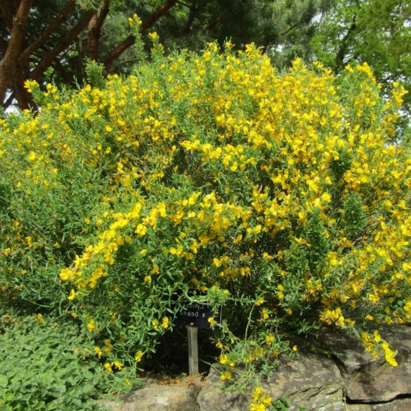 Cytisus beanii