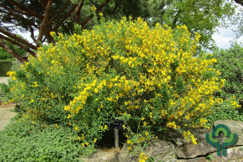 Cytisus beanii