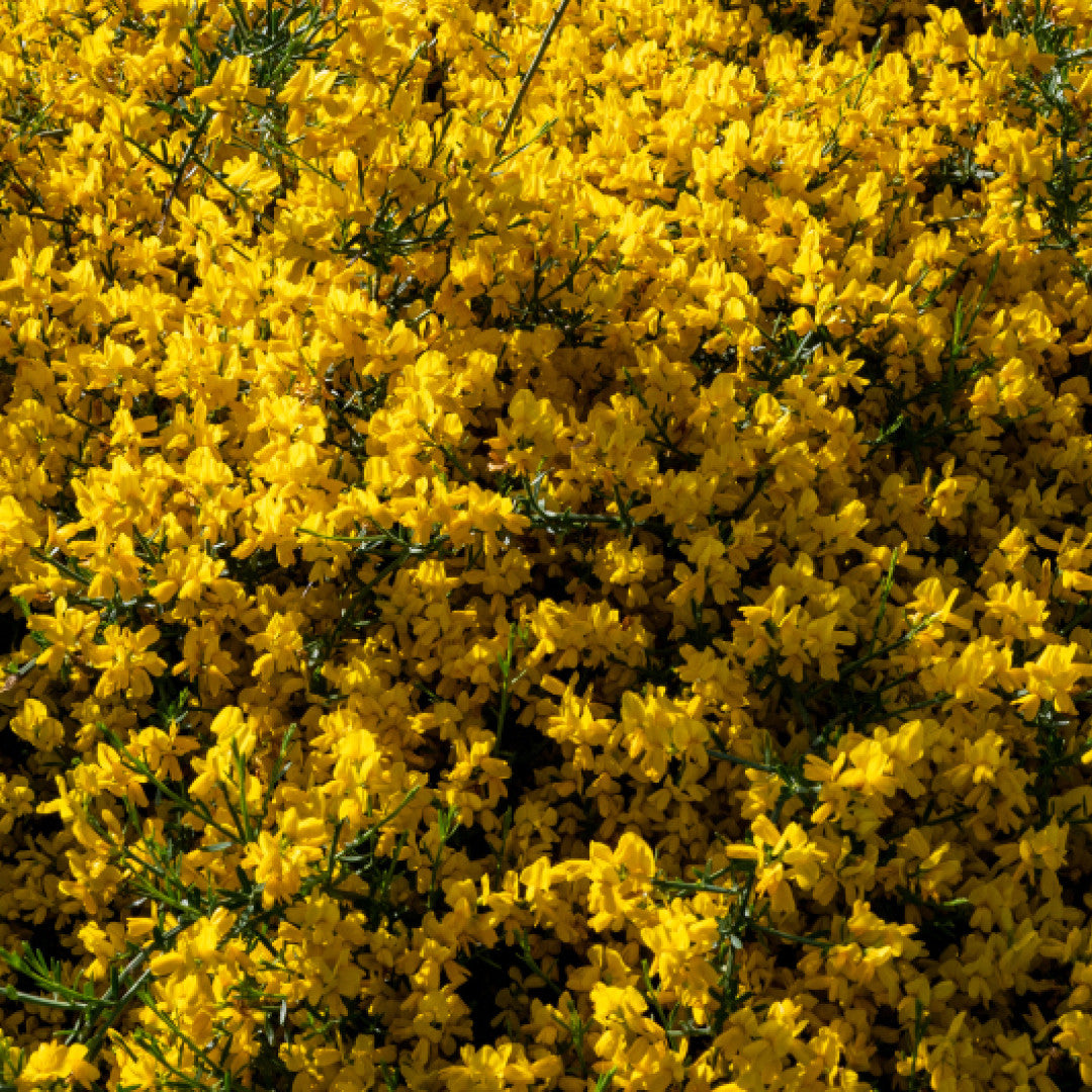 Cytisus decumbens