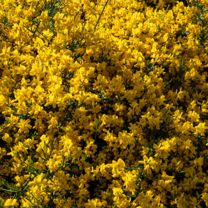 Cytisus decumbens