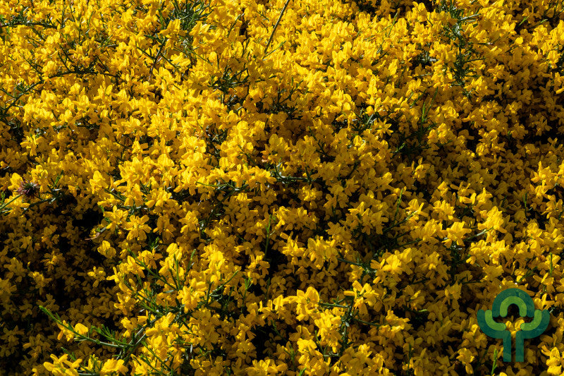 Cytisus decumbens