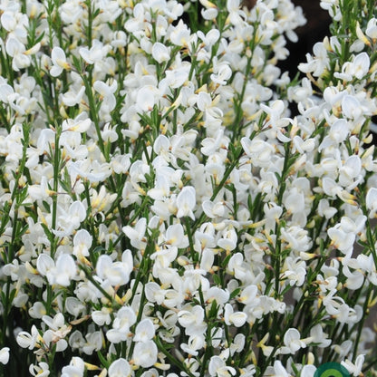 Cytisus praecox 'Albus'