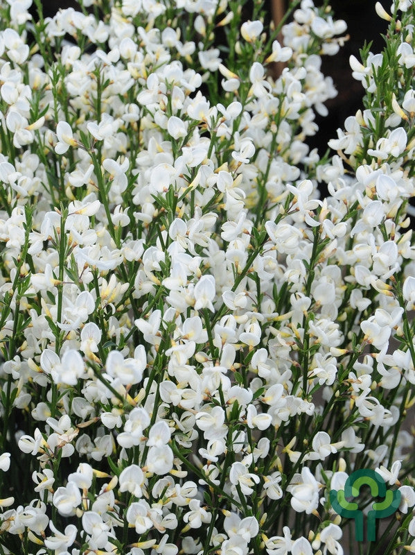 Cytisus praecox 'Albus'