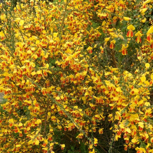 Cytisus 'Palette'