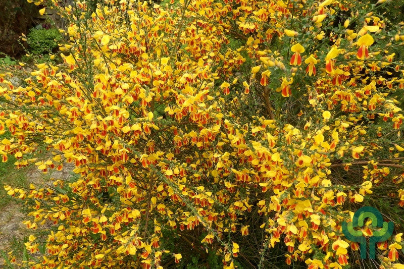 Cytisus 'Palette'
