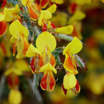 Cytisus 'Firefly'