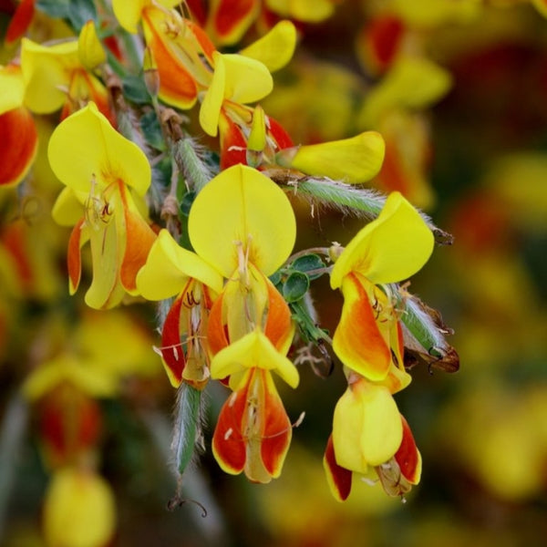 Cytisus 'Firefly'