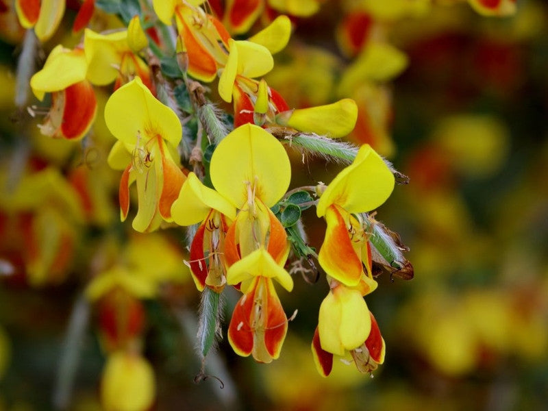 Cytisus 'Firefly'
